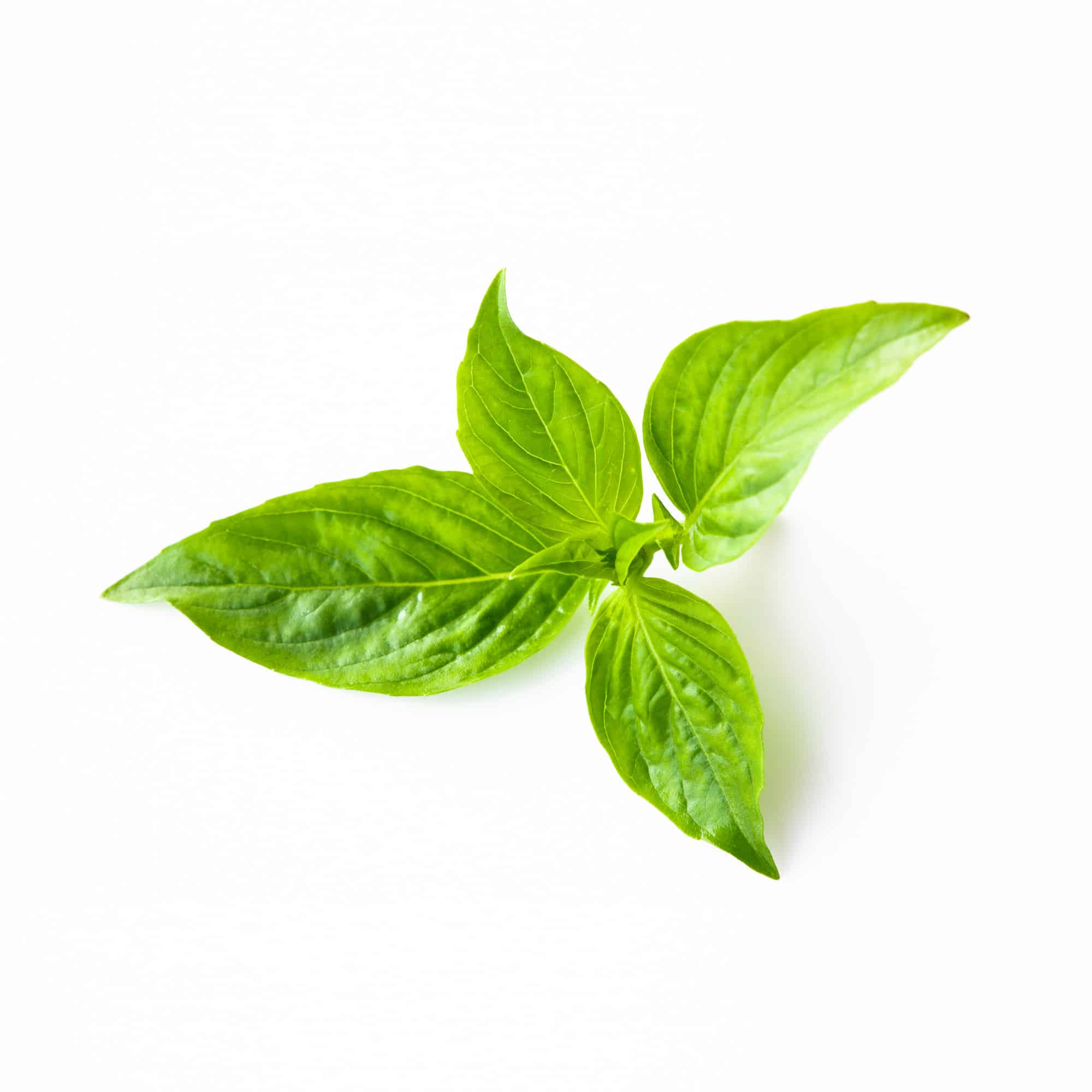 thai-basil-ma-smart-garden